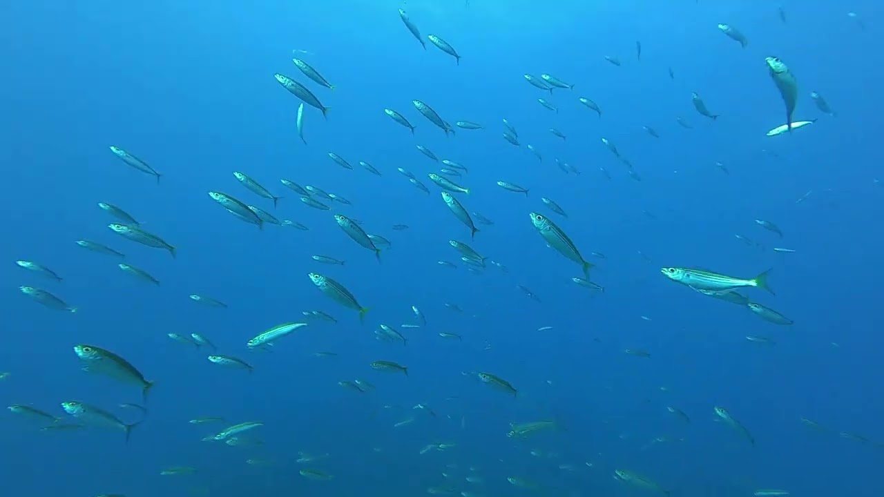 Los Picachos et Playa del Eco, Los Gigantes, Tenerife, avec Diving Angel Tenerife