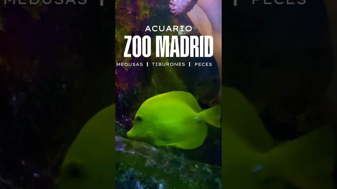 ACUARIO DEL ZOO DE MADRID #AcuarioZooMadrid #ZooDeMadrid #AcuarioMadrid #YouTubeZoo