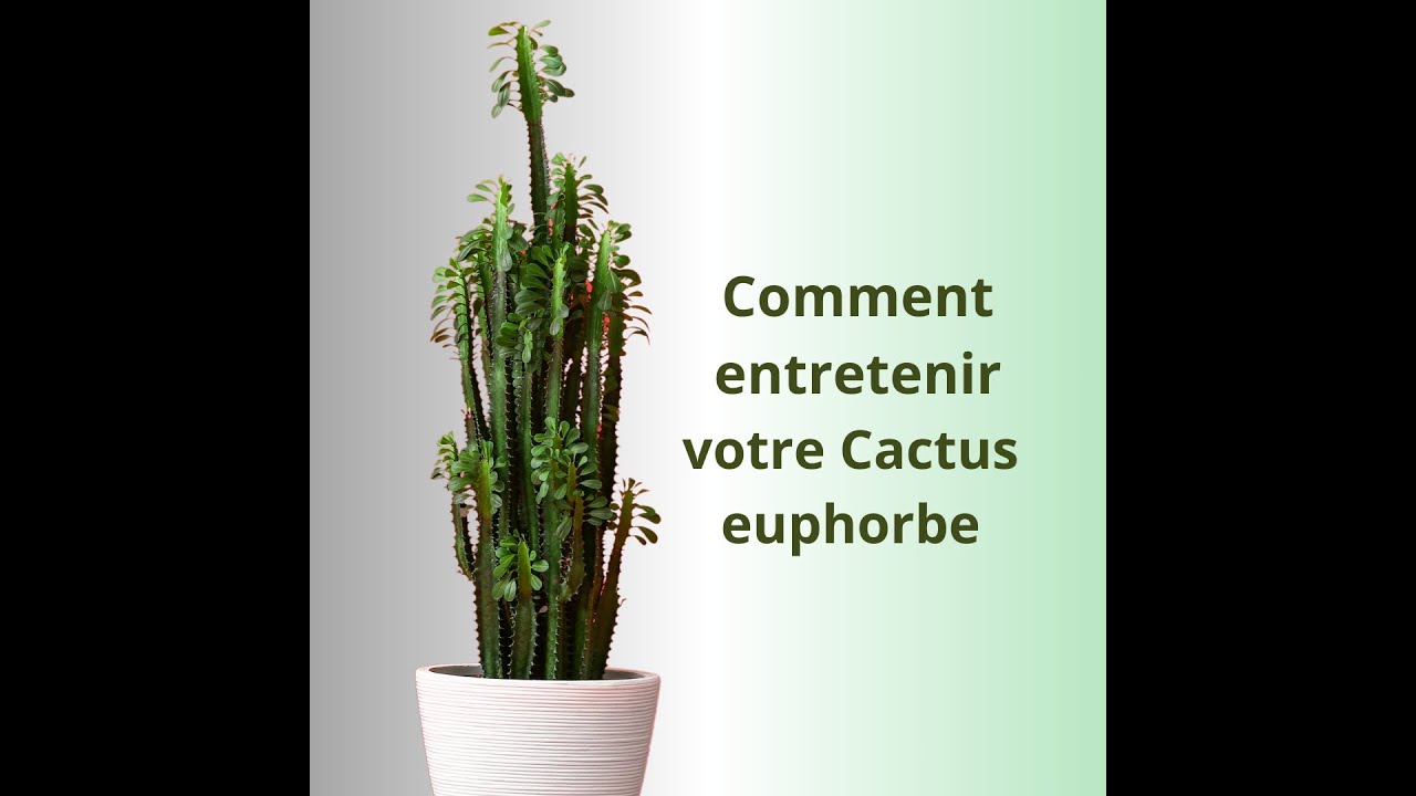 Comment entretenir votre Cactus euphorbe