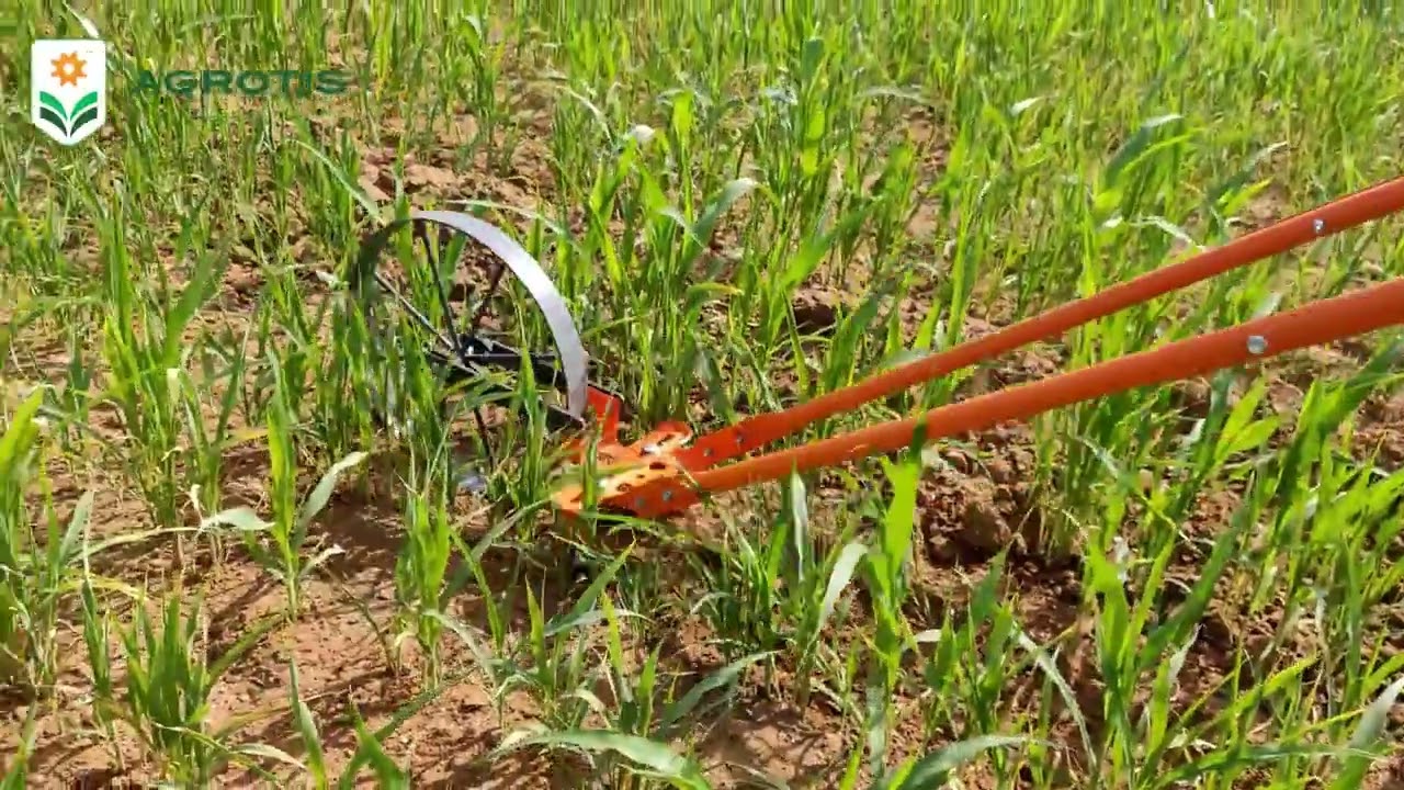 AGROTIS SINGLE WHEEL HOE- Single Wheel Hoe working in field. Demo of Wheel hoe.
