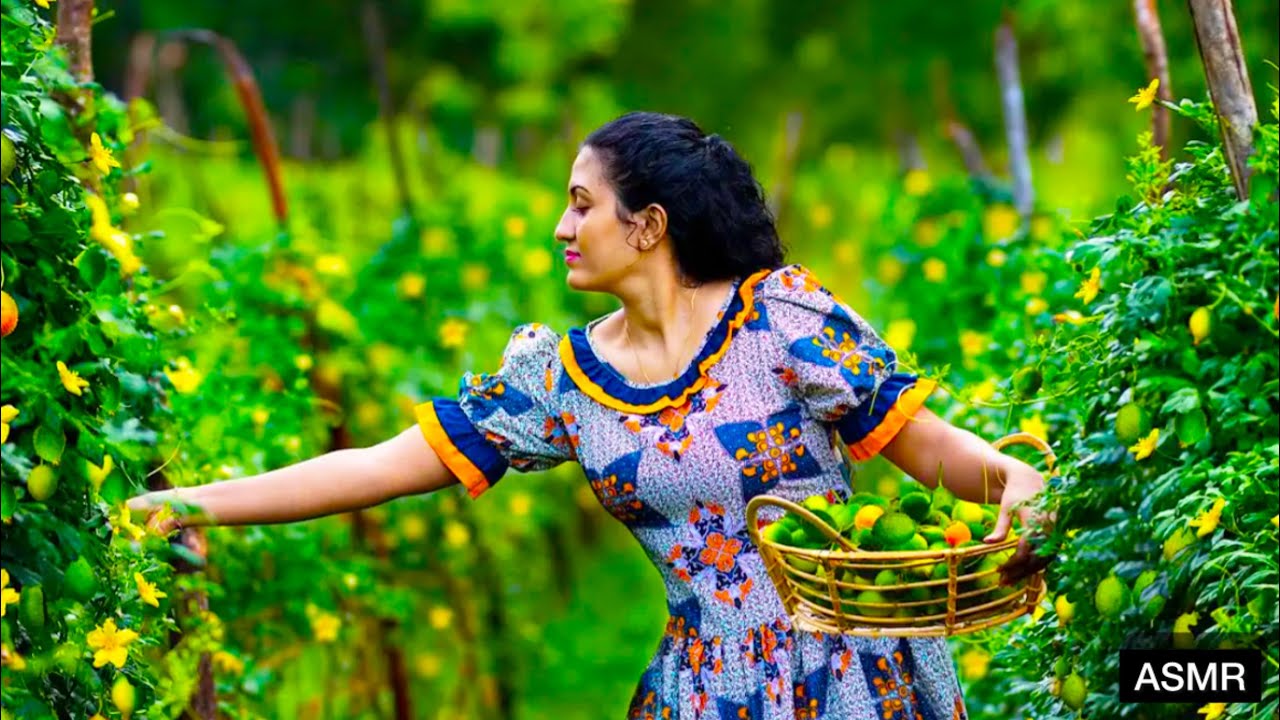 Village Food Channel | Indian Kitchen Garden Massive Harvest @Fairygardenindia #kitchengardentour