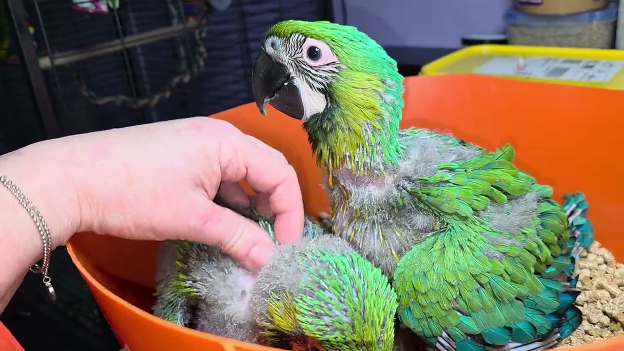 Macaw chicks, 36 days & 42 days old