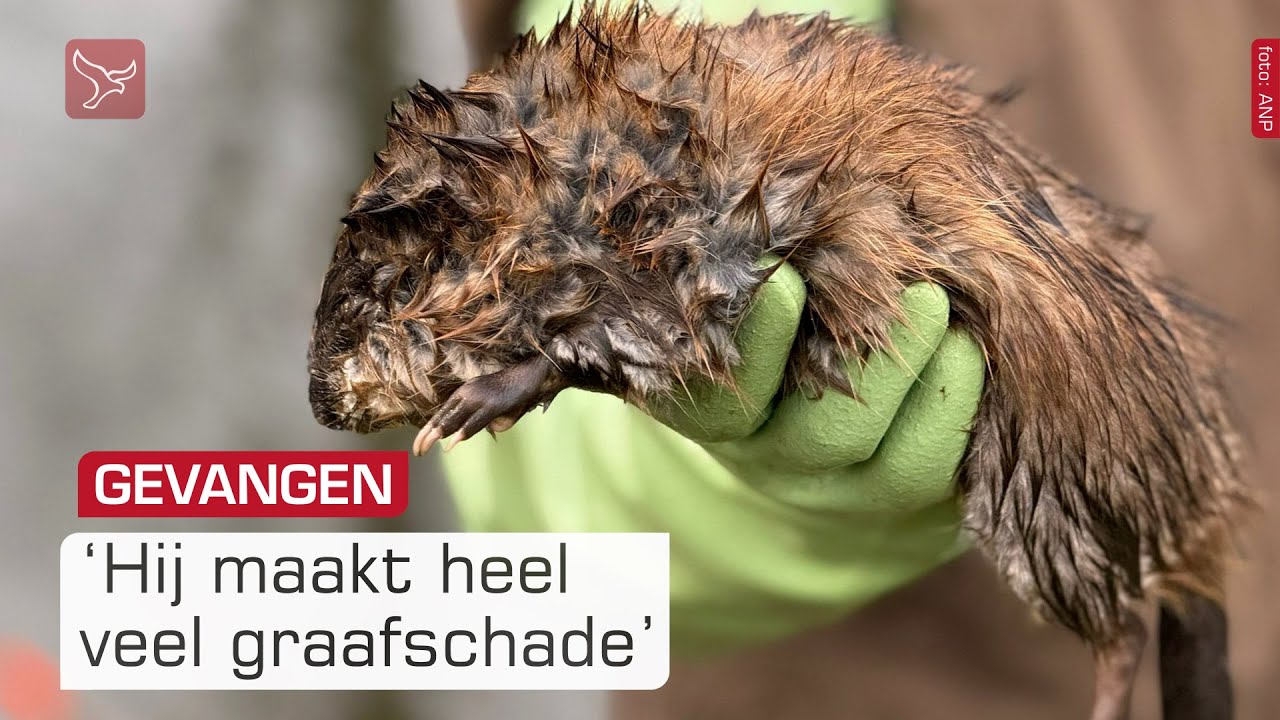 Flevoland heeft steeds minder muskusratten | Omroep Flevoland