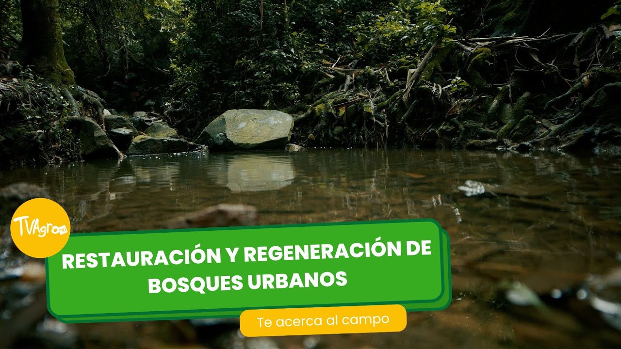 Restauración y regeneración de bosques urbanos - TvAgro por Juan Gonzalo Angel Restrepo