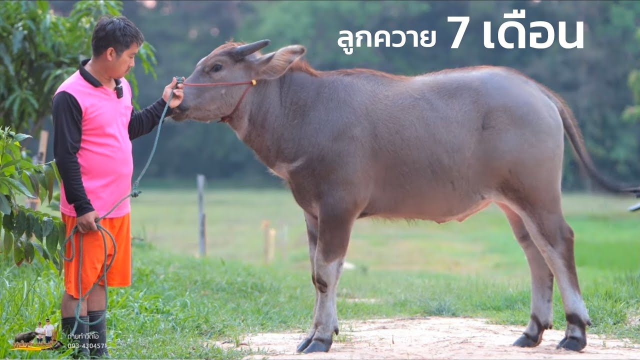 !!คลิปนี้ห้ามพลาด!! เปิดแบ่งลูกควาย ในวัย 7 เดือน คอกนิ้วควายงามจังหวัดอุบลราชธานี อัพเดทล่าสุด