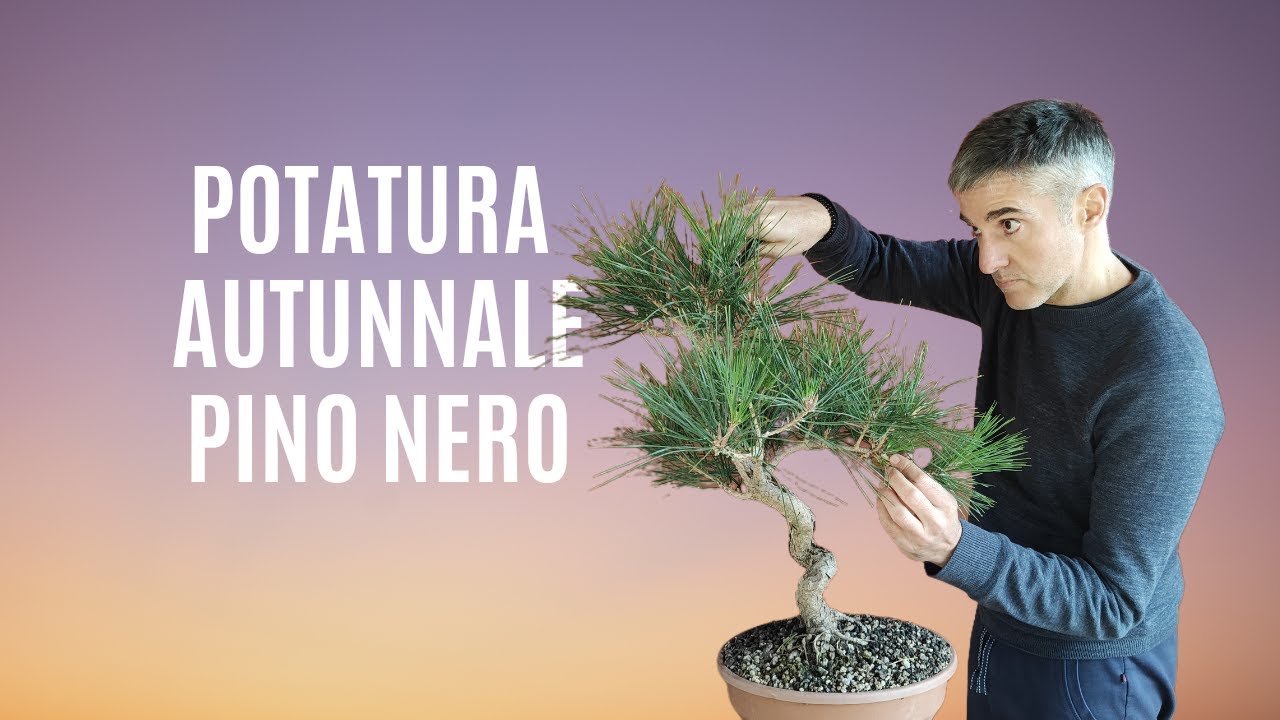 COME FARE la POTATURA AUTUNNALE su PINO NERO THUNBERGII