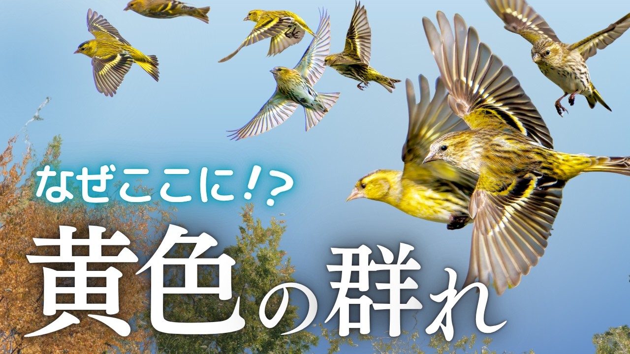 【野鳥観察】えっスズメじゃない！公園で出会った100羽以上の黄色い群れ