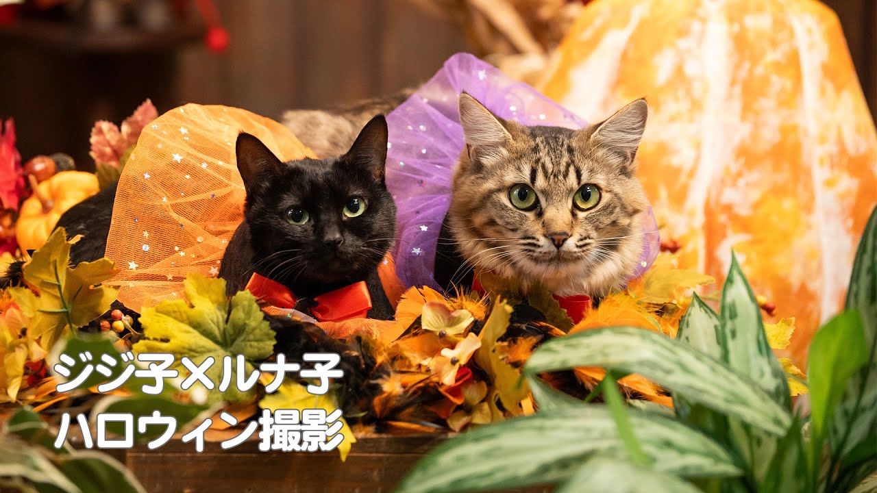 【猫】ジジ子×ルナ子　ハロウィン撮影の様子