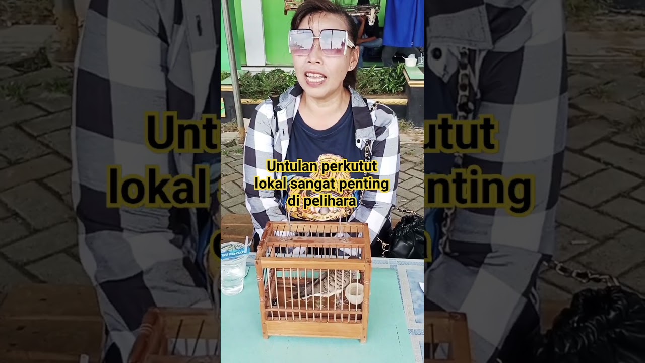 Untulan perkutut lokal sangat penting di pelihara!!!