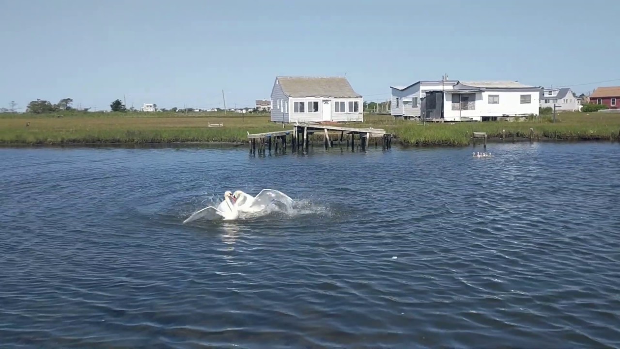 A pair of swans attack and kill a seagull