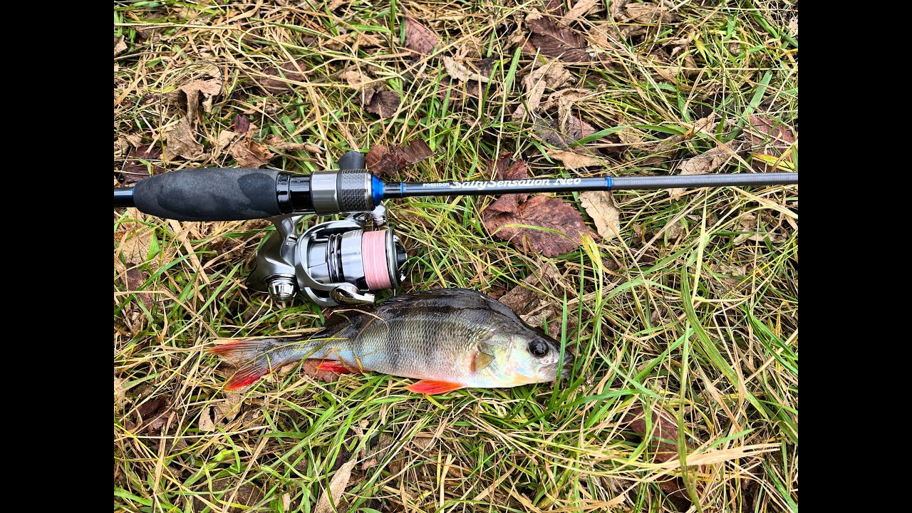 Почалась справжня Осіння роздача хижака| Окунь та щука рвуть приманки та ламають спінінг #fishing