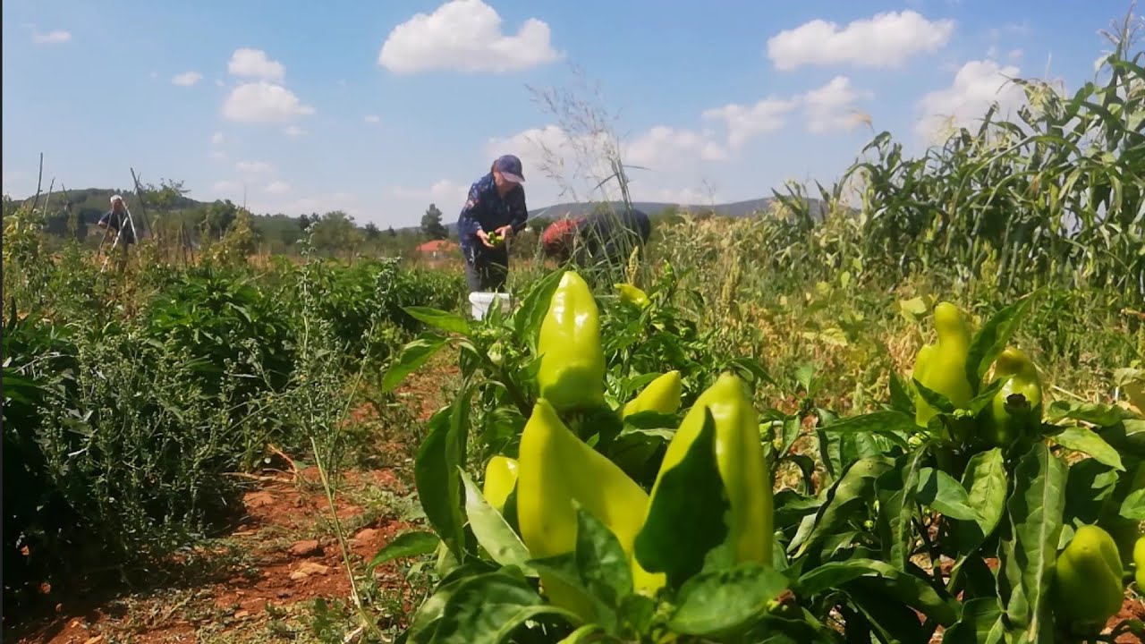 Bahçe günlükleri Garden Tour biber topluyoruz ablamla 🌶️🌶️🌽🍆🍅🥒
