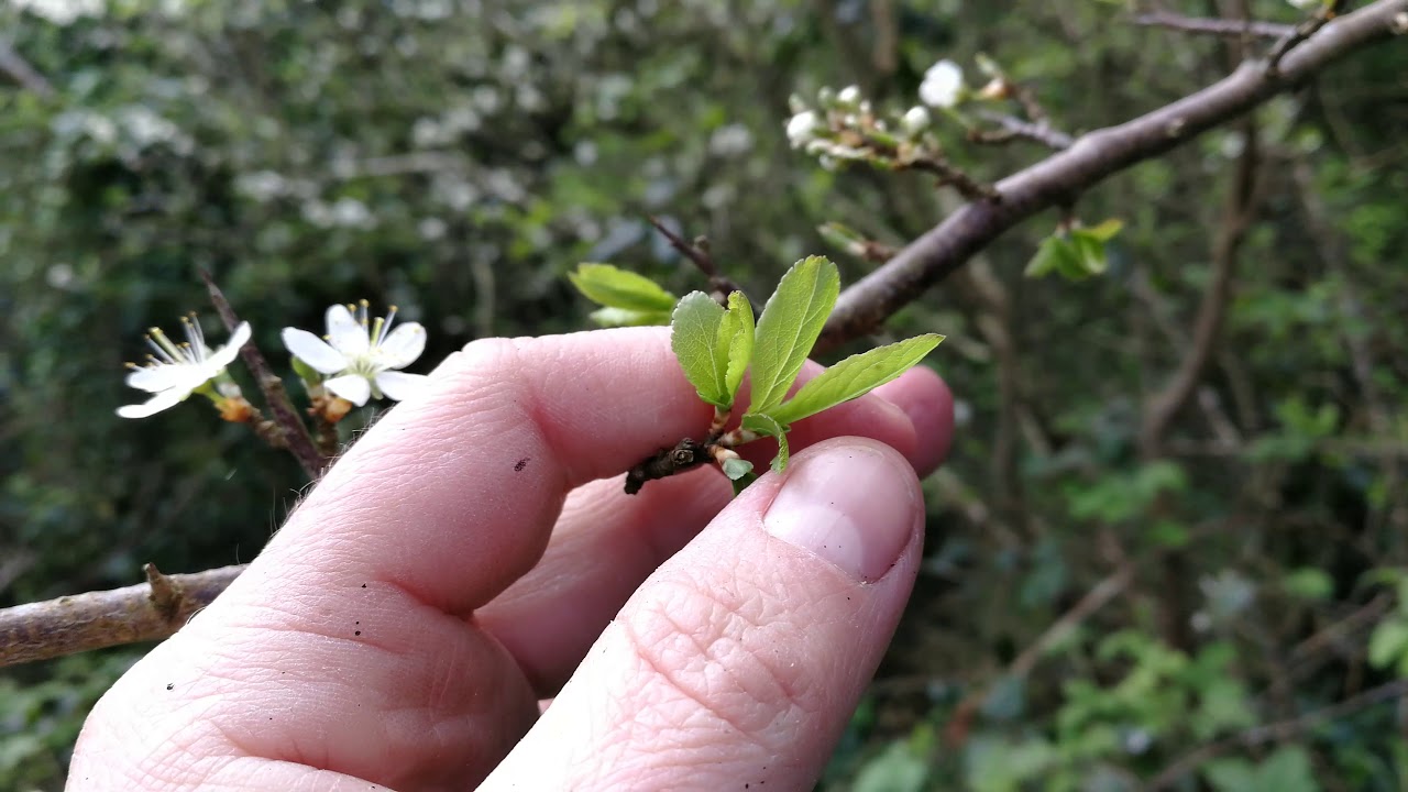 How to identify blackthorn by the flowers