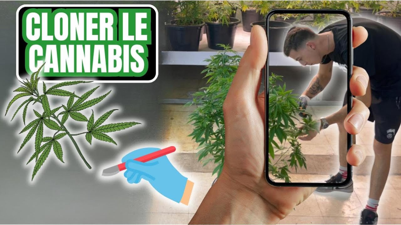 Comment CLONER le  CANNABIS : La Technique Ultime pour des Boutures R&eacute;ussies ! (Recette Pre-Soak)