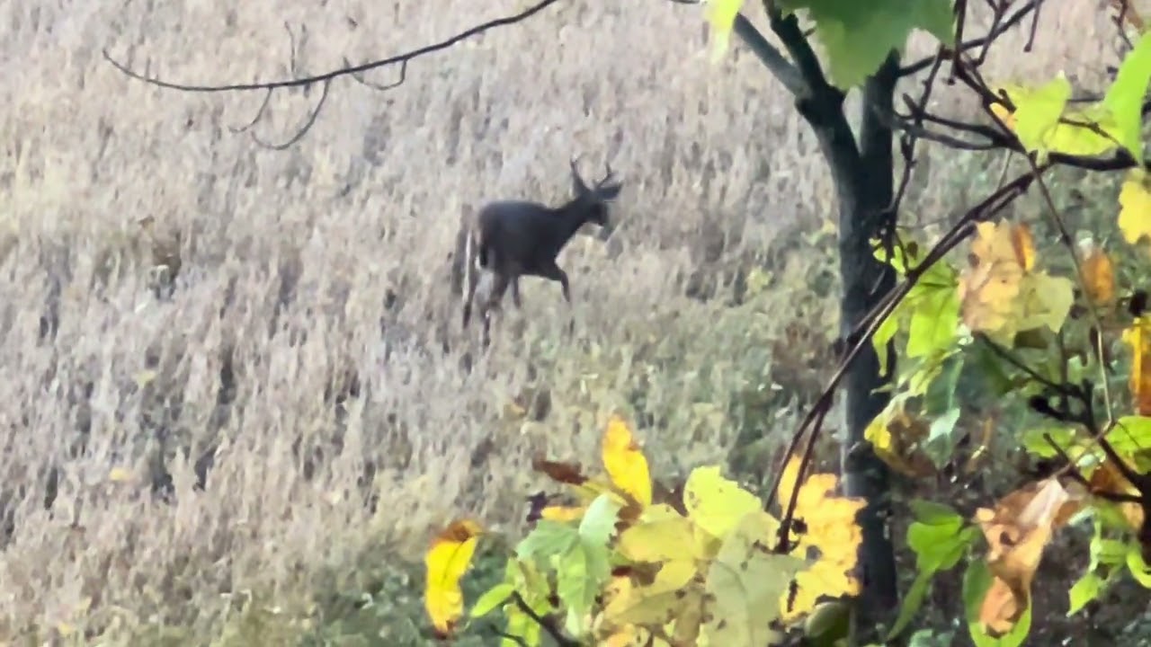 2 Bucks!!!! 