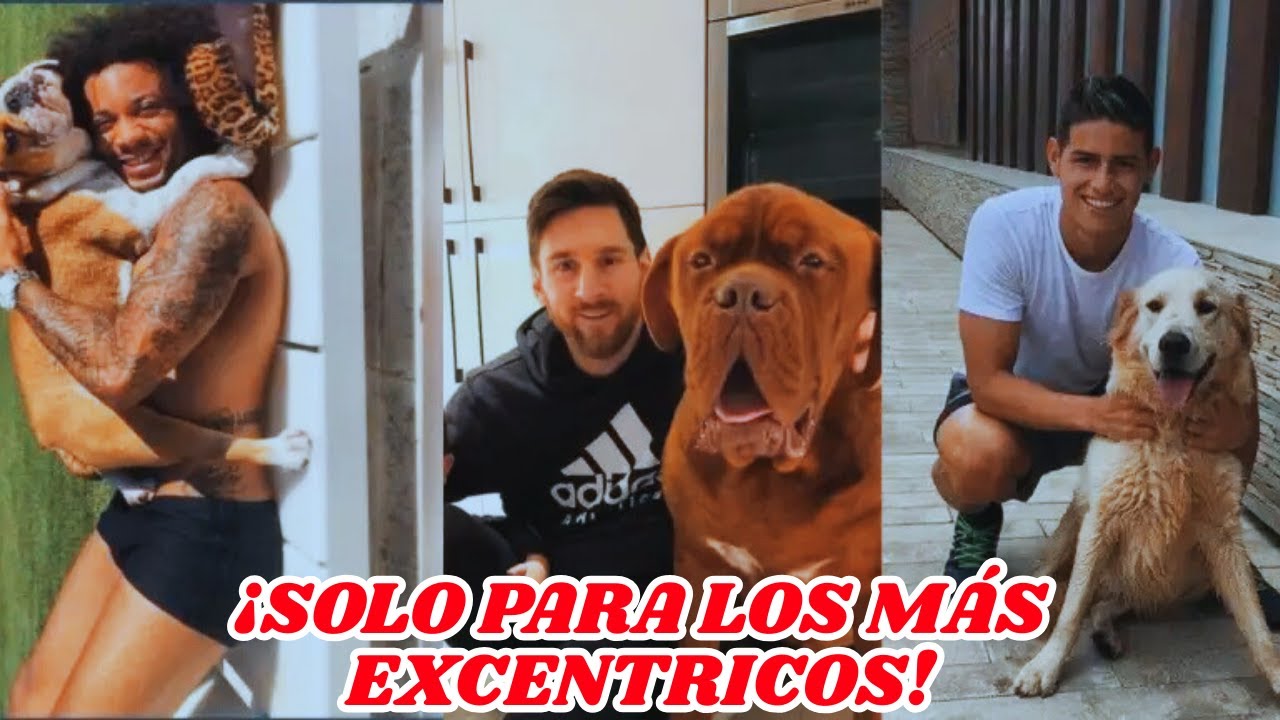 Mascotas De Lujo Los Animales Favoritos De Los Famosos