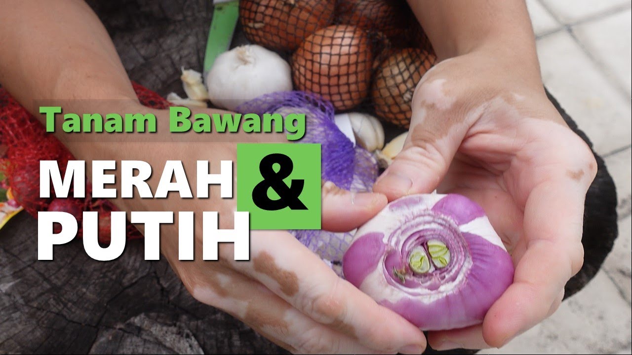 Cara Tanam Bawang Merah, Bawang Putih & Bawang Besar Sehingga Tumbuh 29 Hari 🙏🌿🤠