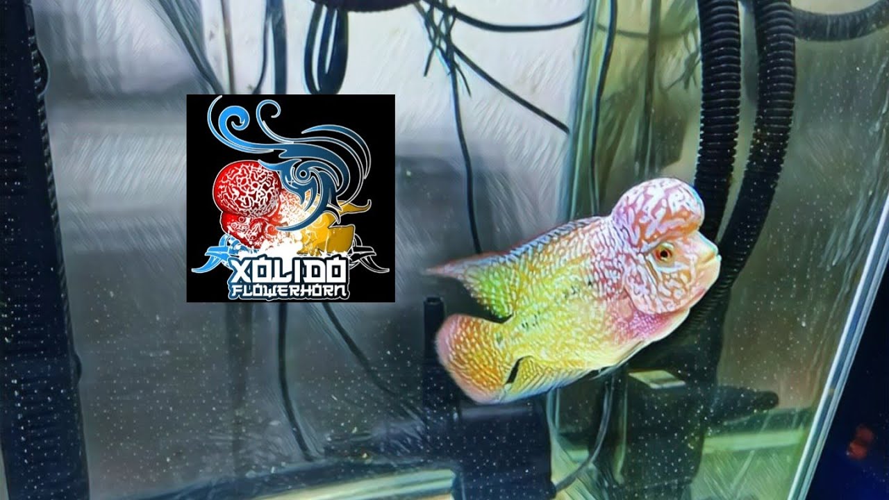 XOLIDO FlowerHorn Farm sa Trece Cavite! Solid