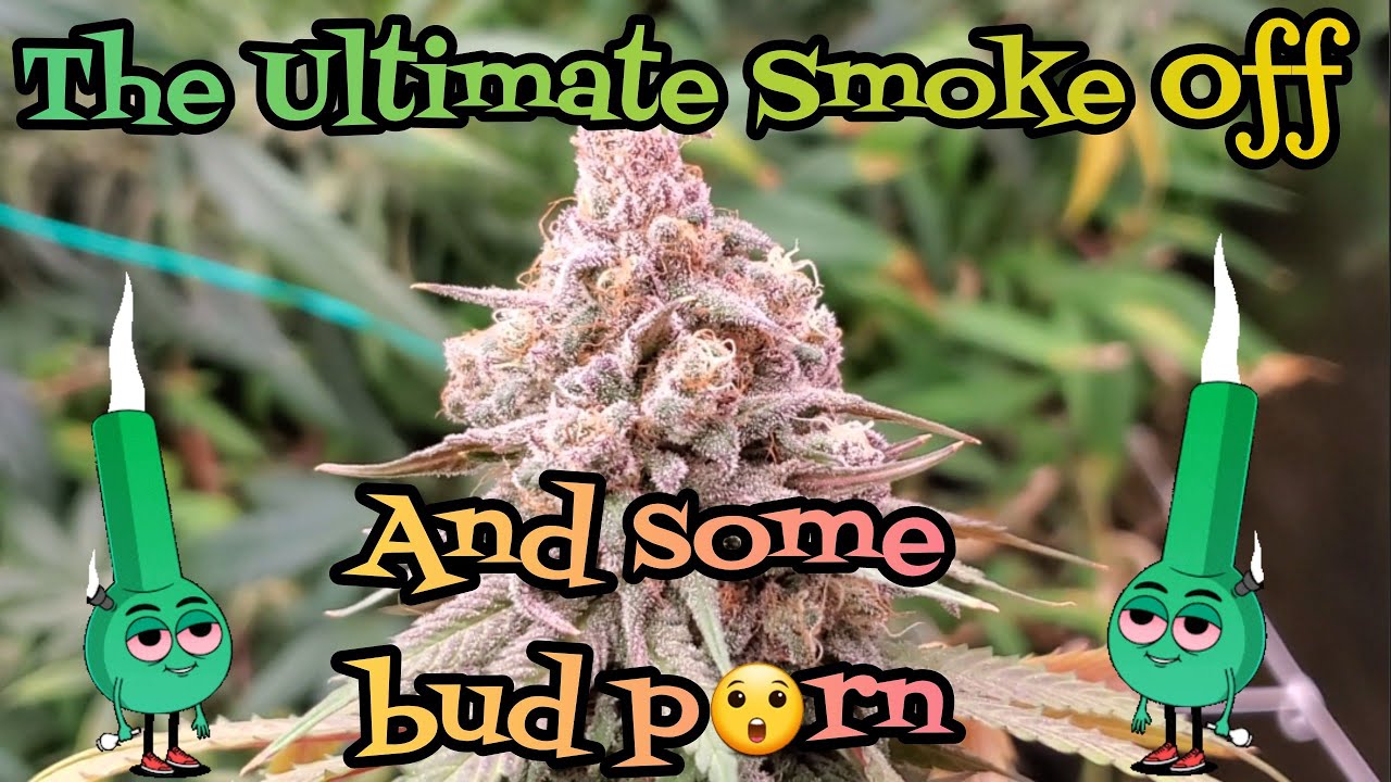 The Ultimate Smoke OFF!!! and 3x3 Harvest part2 Grown under the Mars Hydro FC-8000 and FC-4800
