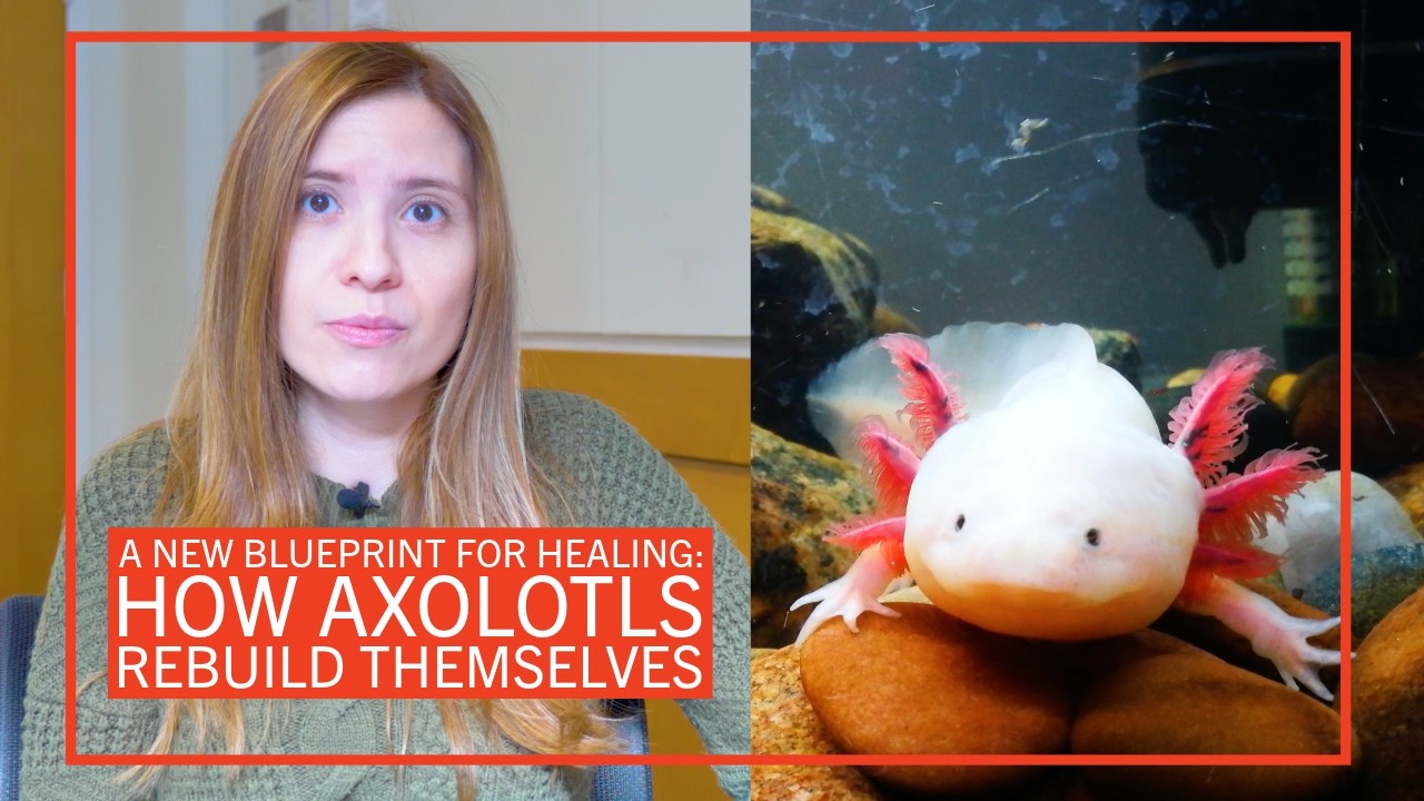 A New Blueprint for Healing: How Axolotls Rebuild Themselves
