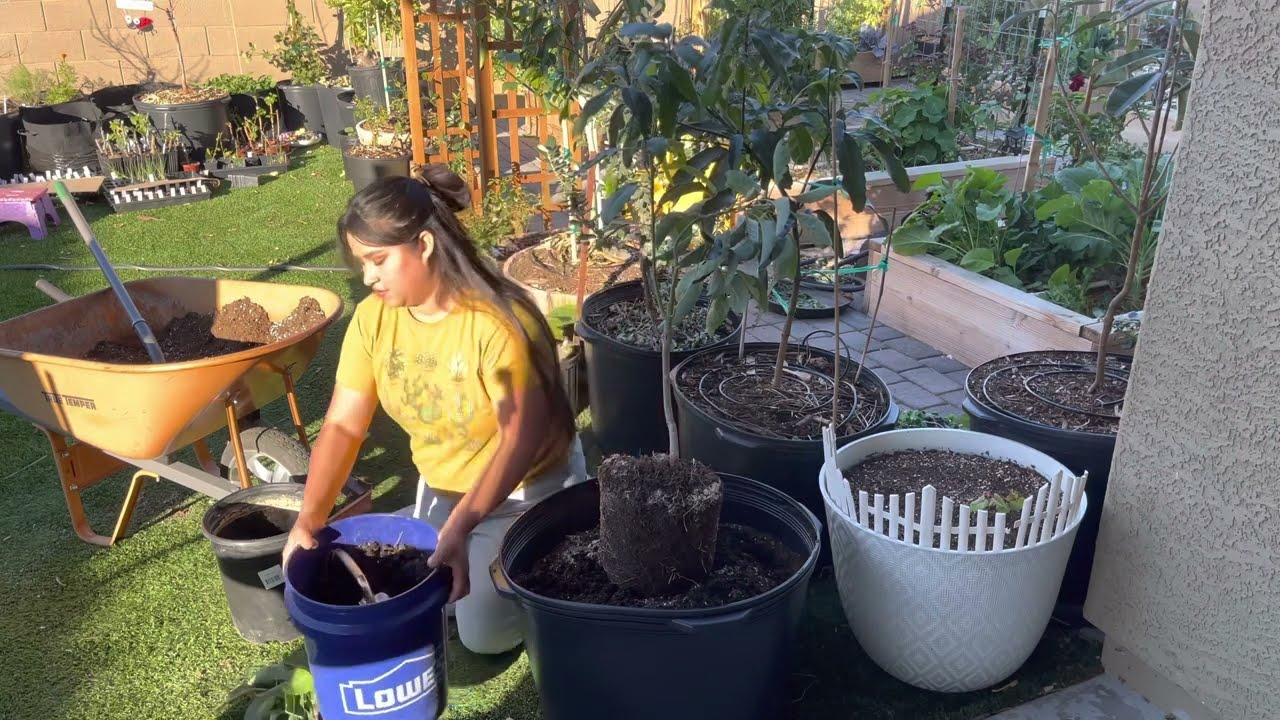 STOP Buying Avocados! My Guide to Growing Avocado Trees In Pots