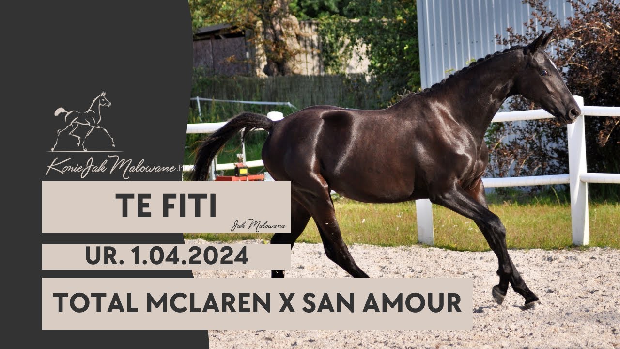 Roczna klacz HANN - Te Fiti (Total McLaren x San Amour)