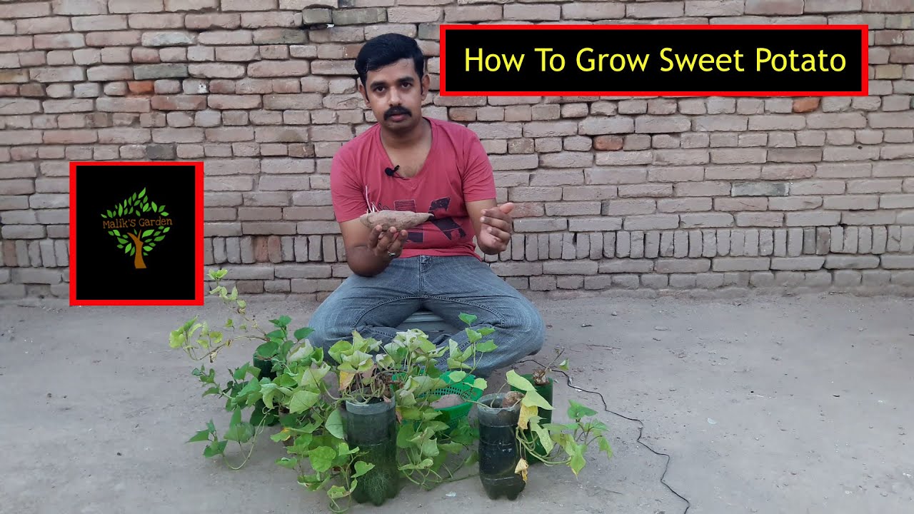 how to grow shakarkandi | How To Grow Sweet potato | How to Grow Shakarkandi From Tuber Urdu/Hindi