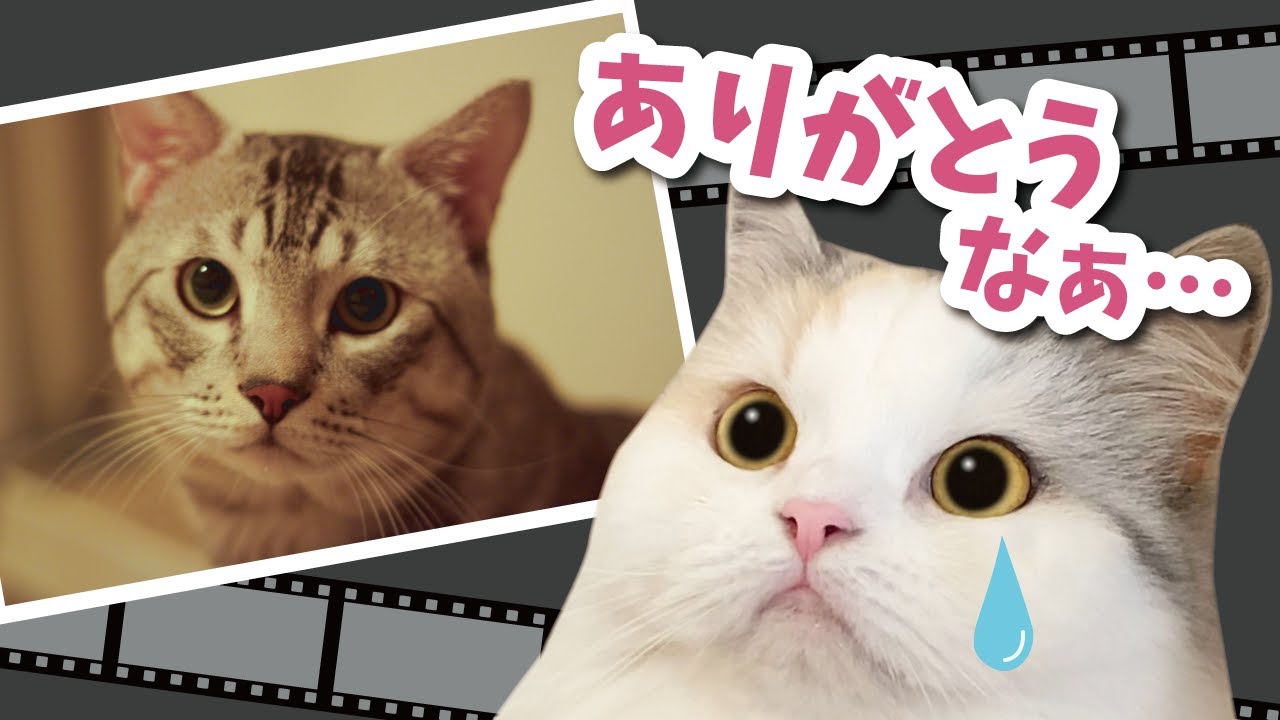 癌で亡くなった先代猫ちゃん…本当にありがとうね【関西弁でしゃべる猫】 【猫アテレコ】