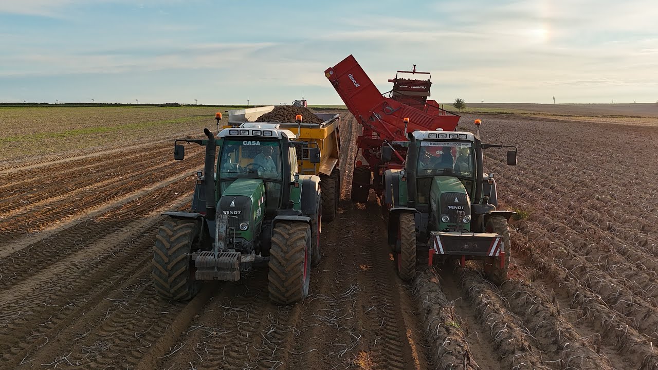 Arrachage de pomme de terre 🥔 2025 #pommesdeterre #fendt 