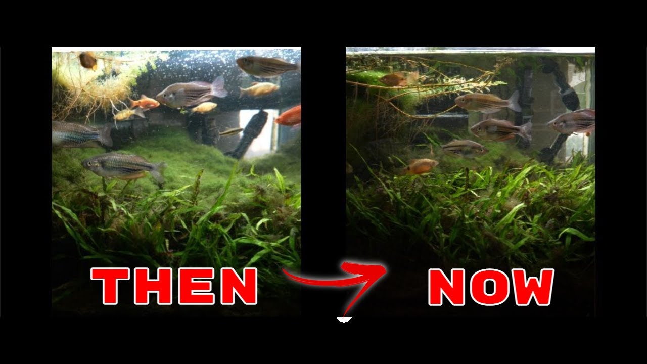 These Fish DESTROY Algae - How Rosy Barbs Surprised Me