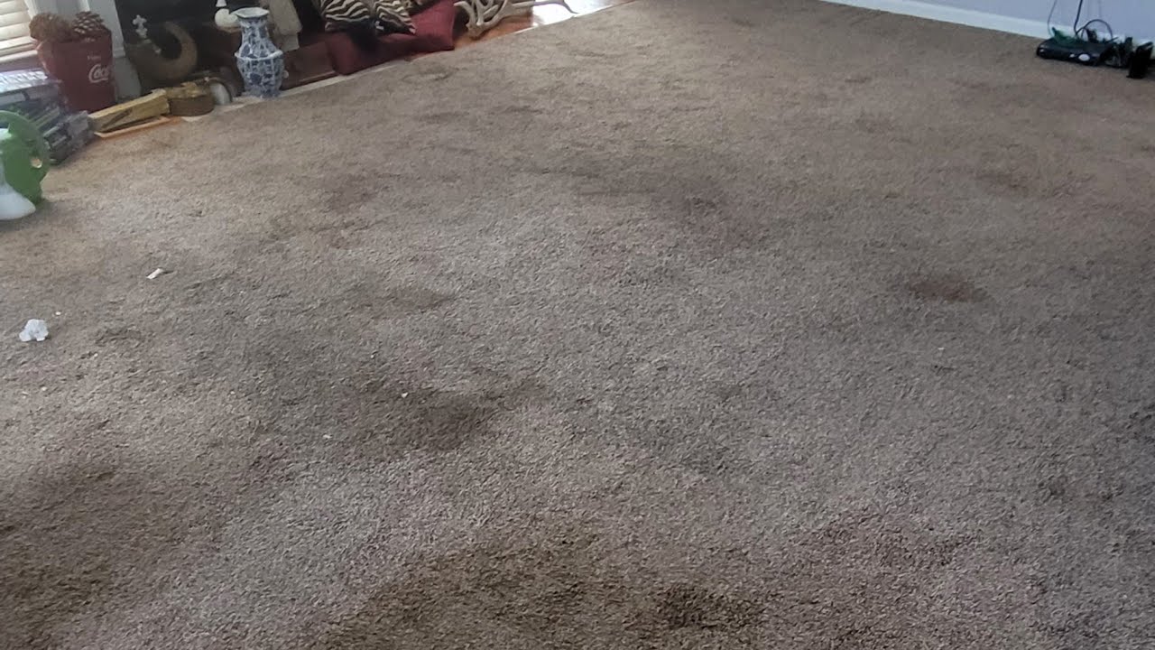 Deep Cleaning ‼️HEAVILY SOILED‼️ and Urine Filled Carpets  ASMR