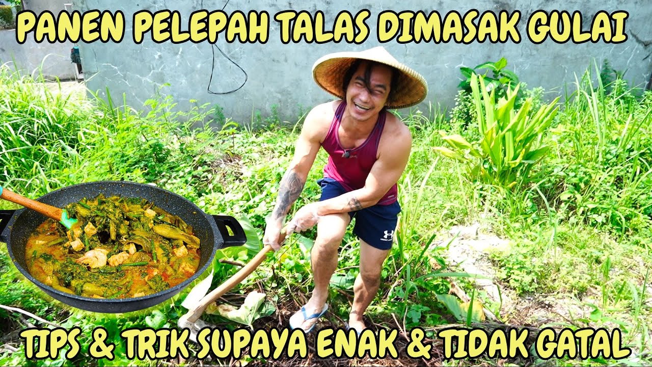 PANEN PELEPAH TALAS DIMASAK GULAI  - ADA TIPS & TRIK SUPAYA ENAK & TIDAK GATAL