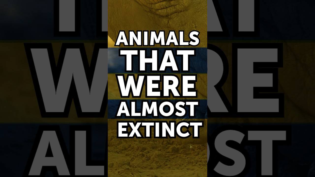 Saving Vanishing Animals #wildlife #animals