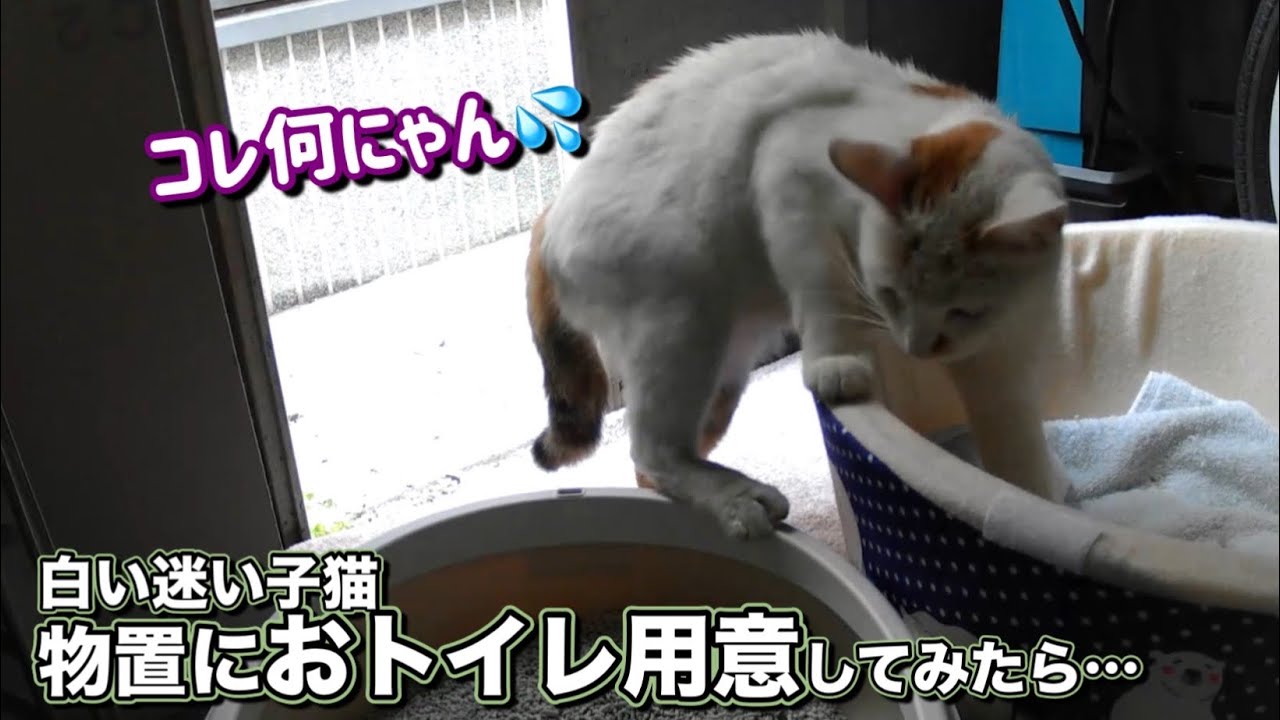白い迷い子猫におウチとおトイレを用意したら意外過ぎた…