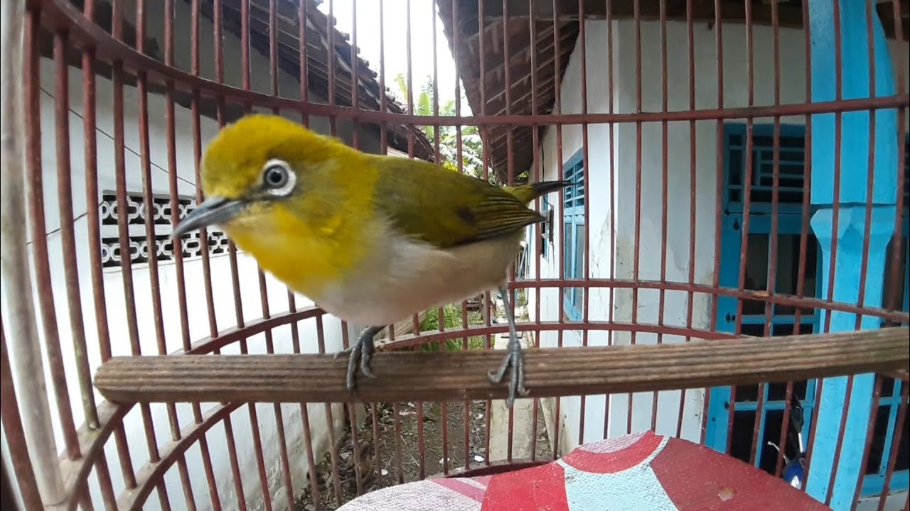 PLECI MONTANUS MONTY BENTINA OVER BIRAHI MANGGIL JANTAN || TERAPI JANTAN MUDA BAHAN CEPET NGALAS