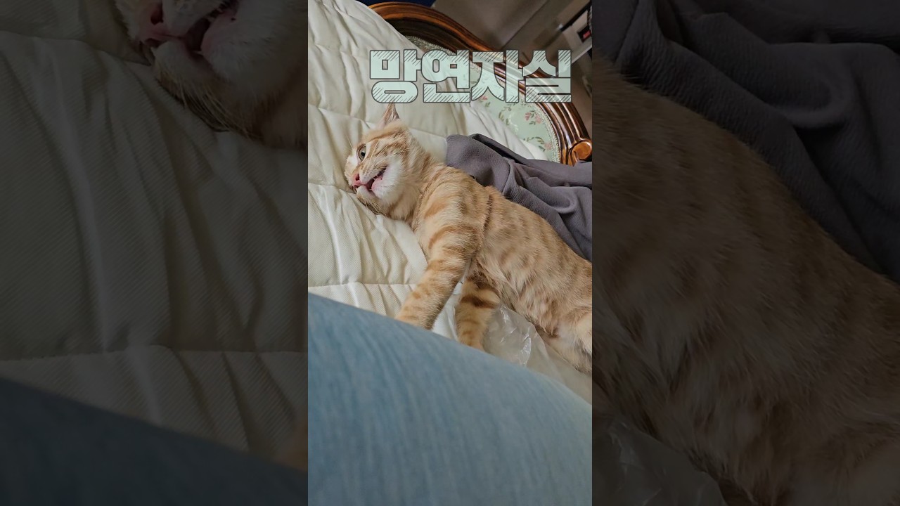비닐봉지 때문에 스트레스 폭발한 호야 _Hoya got stressed out because of the plastic bag