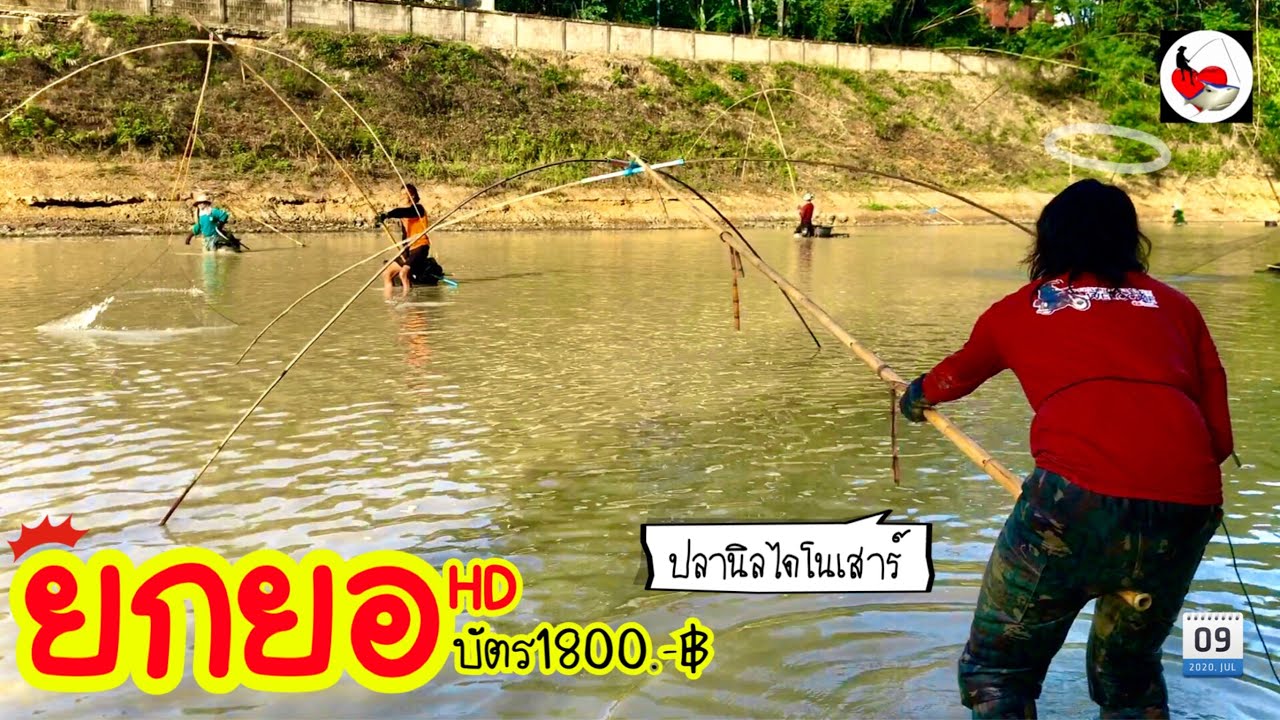 ยกยอ ปลานิลยักษ์ ►Fishing lifestyle Ep.416