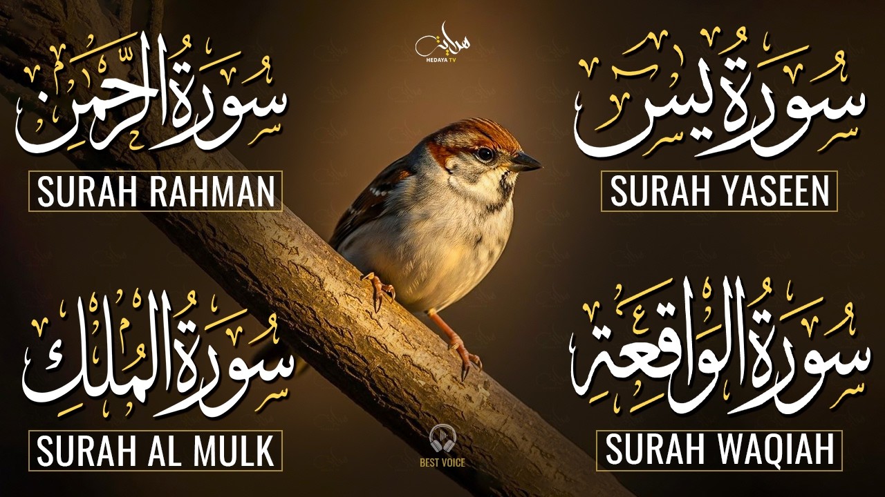 Magical Recitation Surah Yaseen (Yasin) | Surah Rahman | Surah Waqiah | Surah Mulk
