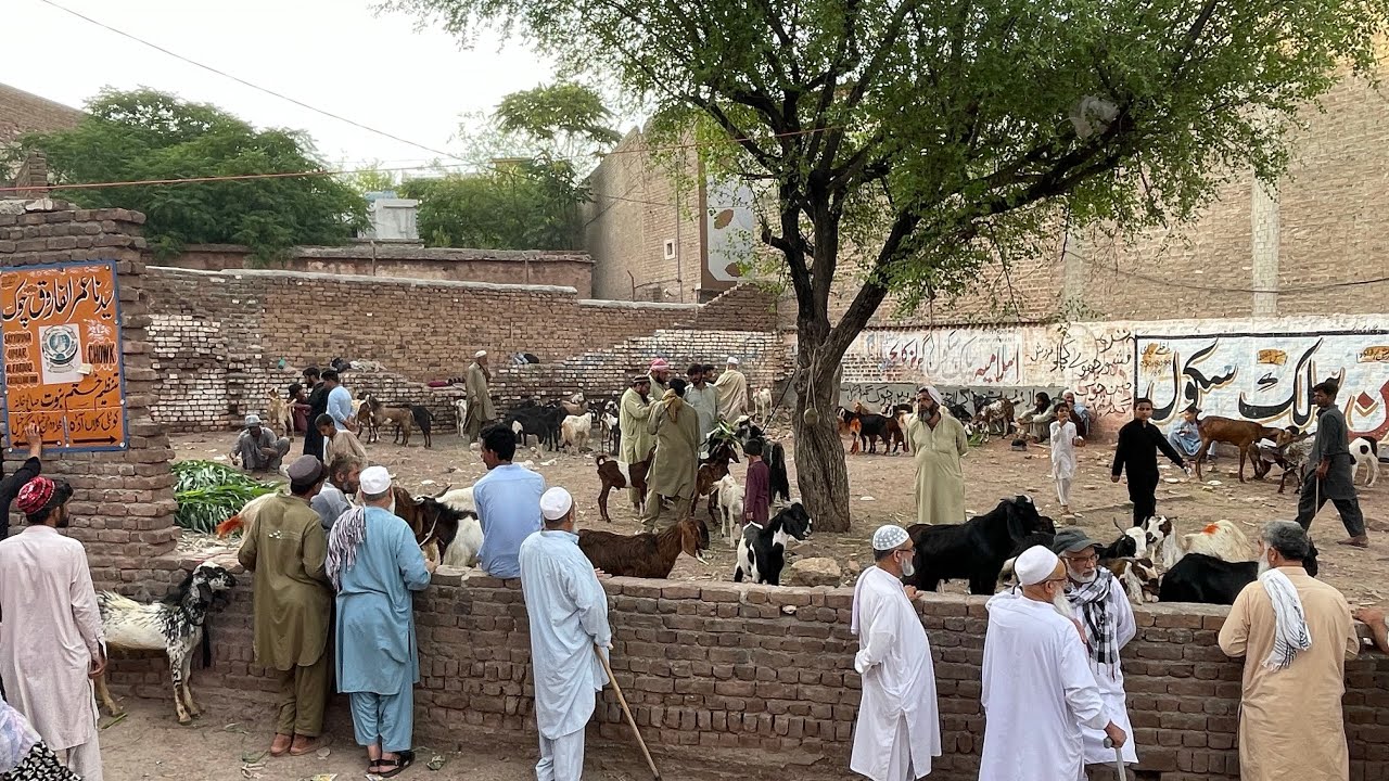 Saleh Khana Kotli Kalan Qurbani Goats Mandi || Haider Said Vlogs 🇵🇰❤️ || 14 June 2024