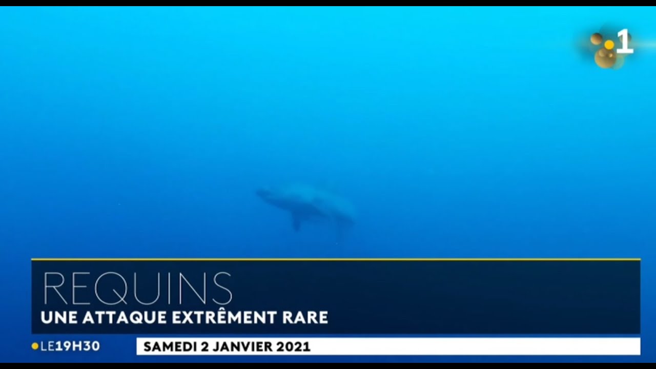 🇳🇨 🦈NOUVELLE CALÉDONIE : Bourail, «une attaque de requin extrêmement rare» #SharkAttack - 2/01/2021