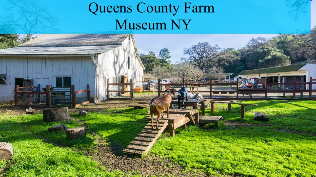 Queens County Farm Museum | Fall | Pumpkin Patch | Corn Maze| NYC | USA | America