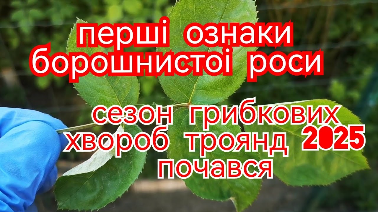 Борошниста роса на трояндах😱 Як вчасно розпізнати? Як  зупинити загрозу?