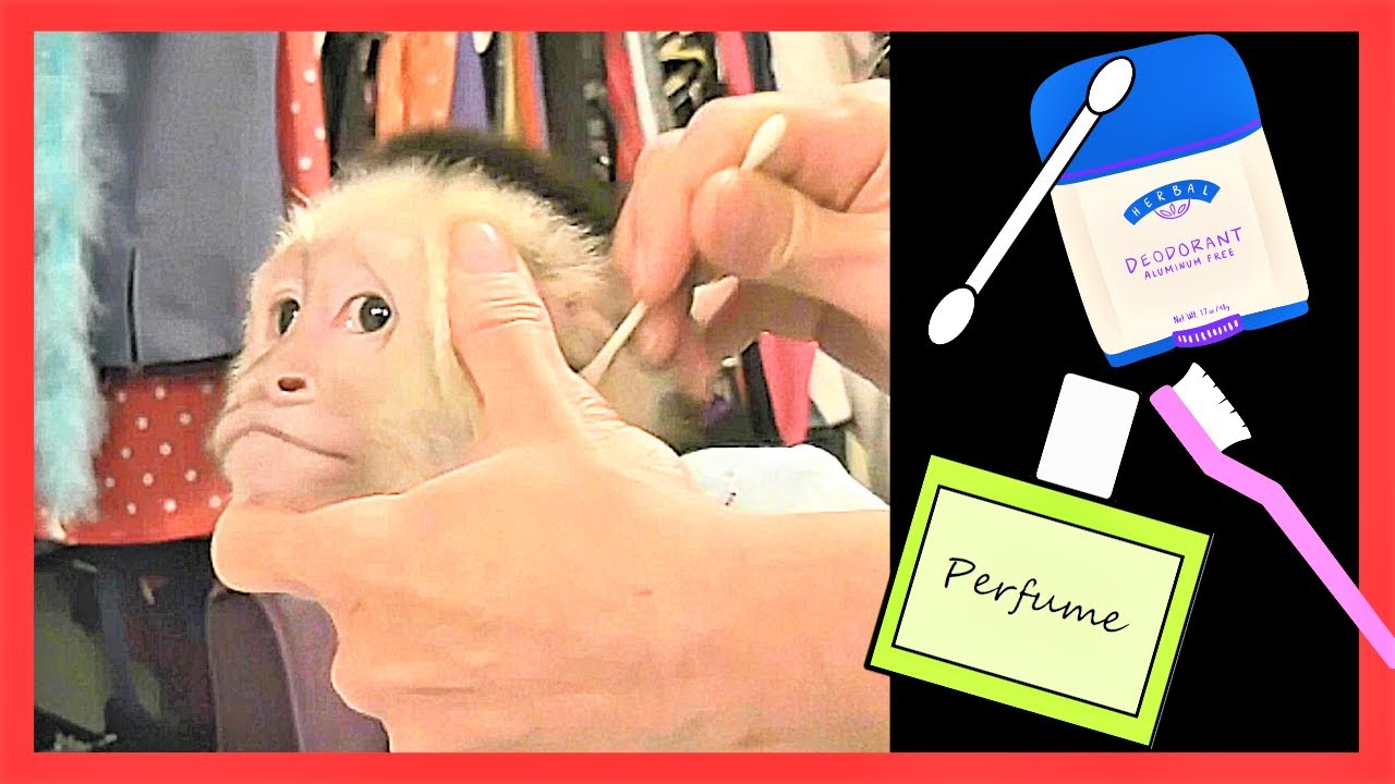 ADORABLE Monkey Copies Mom! Shower | Deodorant | Perfume | Face Cream | Lip Balm | Brush Teeth
