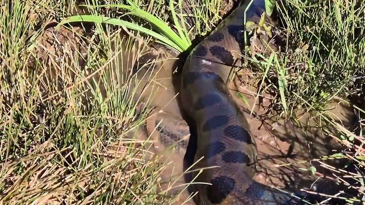ERA PARA SER SÓ PESCA DE TRAÍRAS, MÁS ELA APARECEU SUCURI!!!!