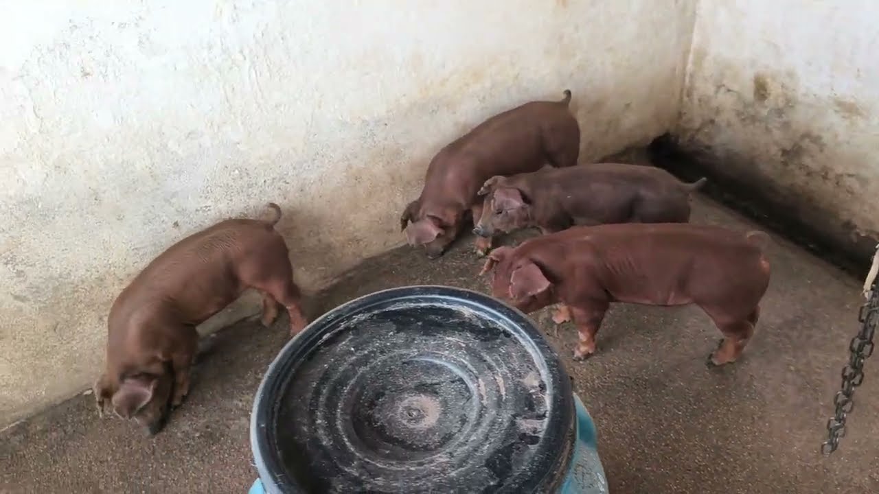 Como evitar diarreia após desmame dos leitões.