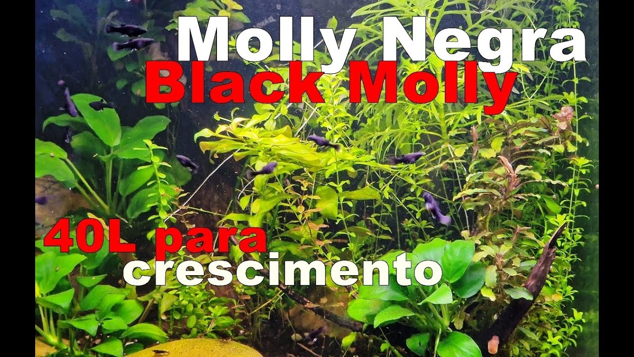 Molly Negra (