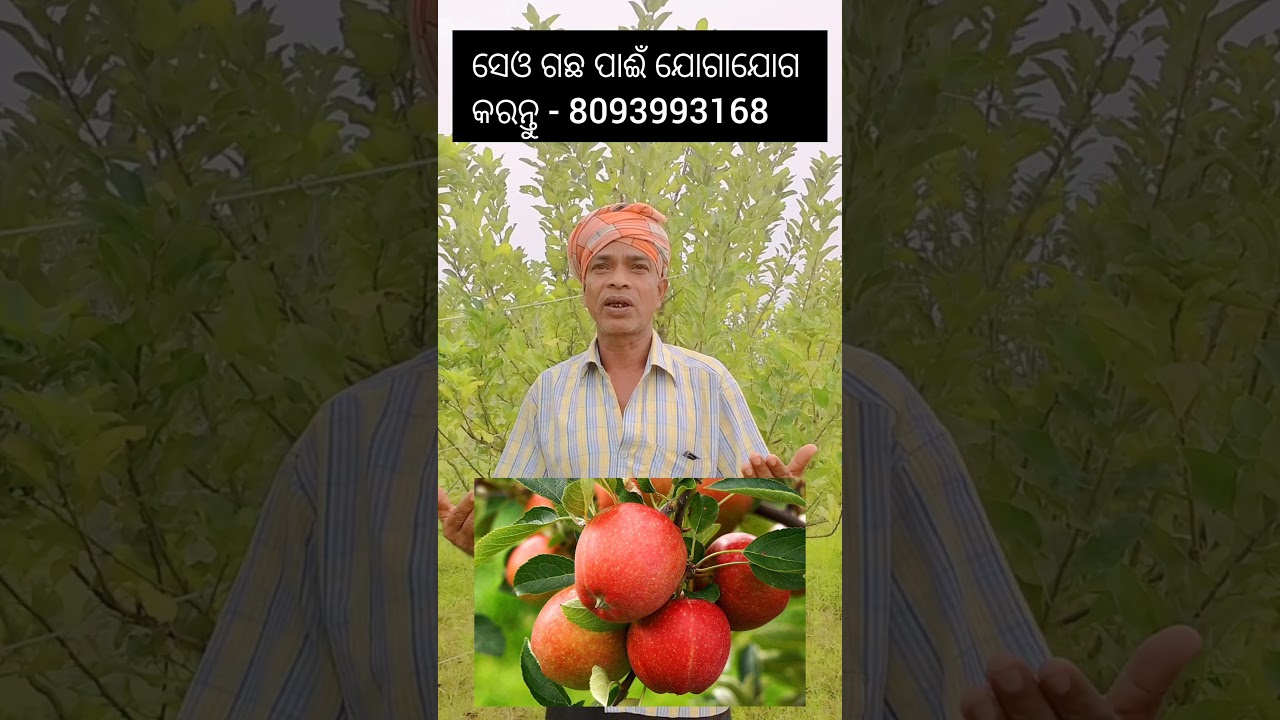 Apple Tree Farming in Odisha  