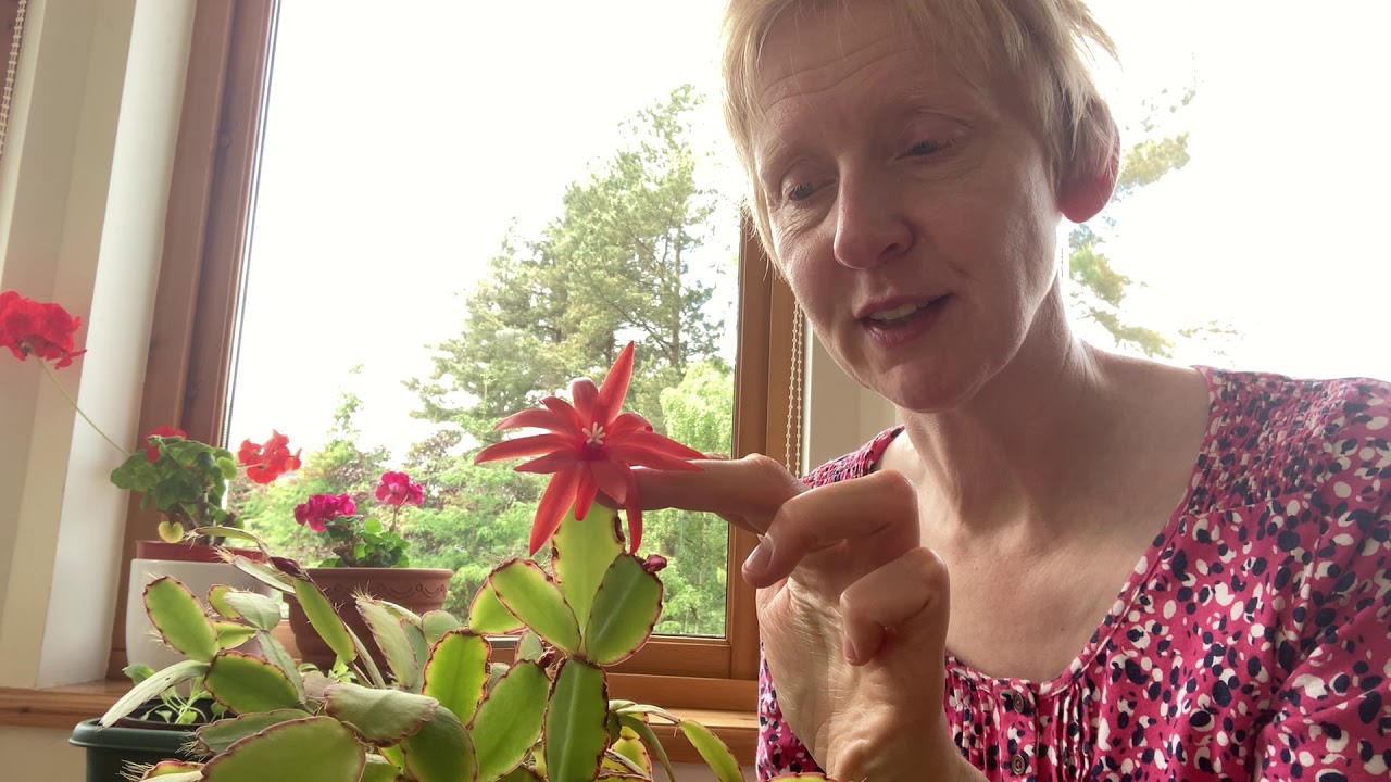 Gardening Therapy Episode 3