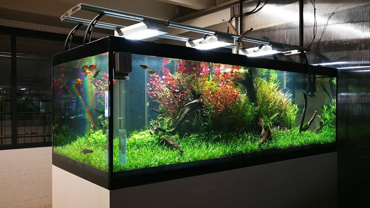 VLOG - 180cm (600L) Nature aquarium for exhibition