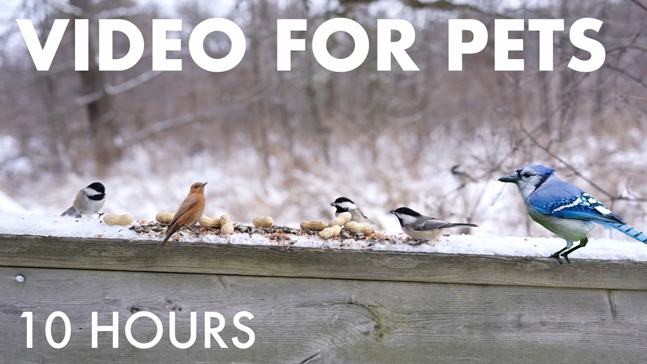 Birds, Squirrels and Forest Friends in Winter - 10 Hour Cat TV for Pets to Watch🐱  - Feb 25, 2026